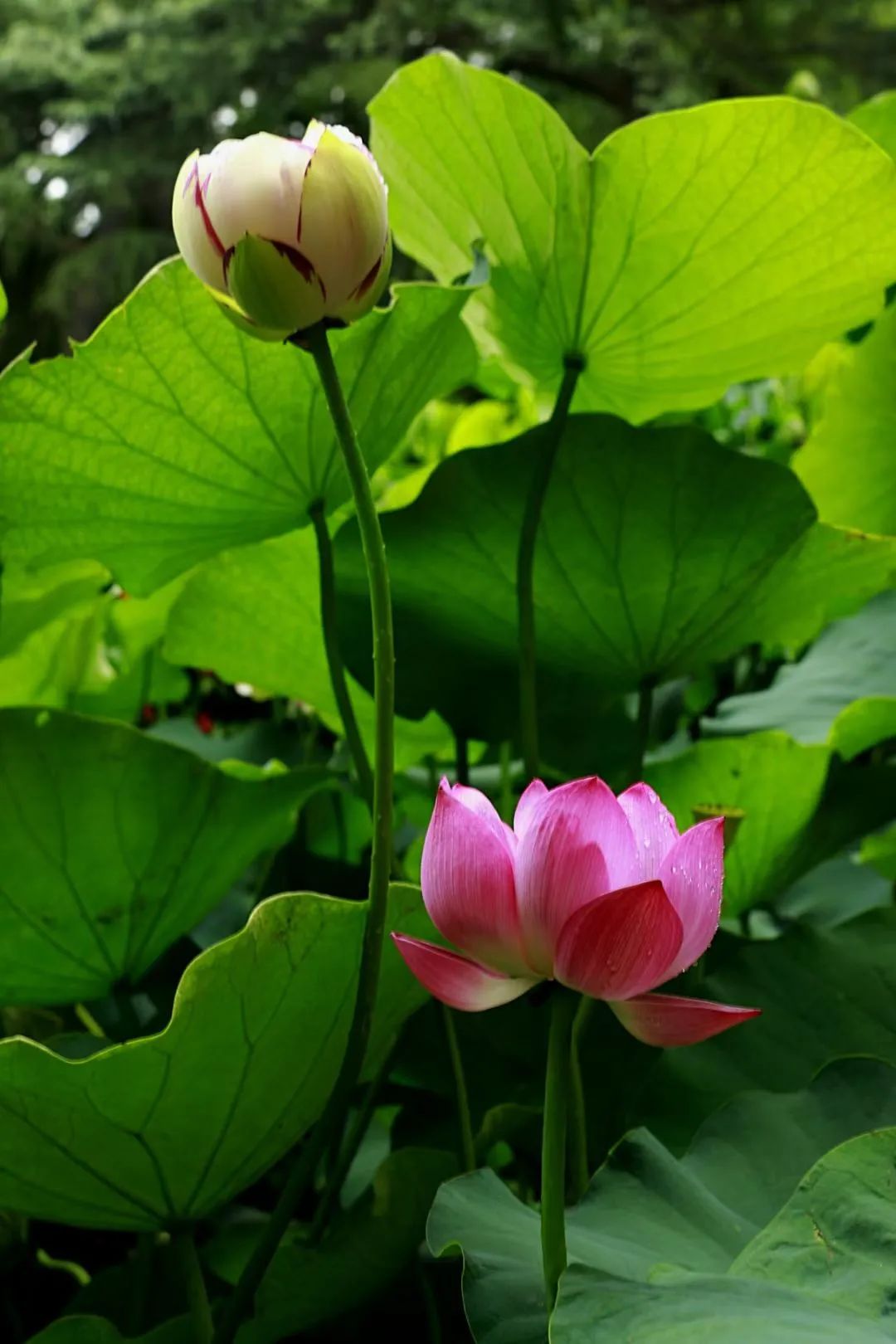 美图来了!这个夏日,就到古猗园赏荷花睡莲(附停车攻略)