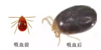 这个虫子上热搜!咬人!吸血!