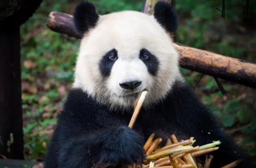 濒危降为易危大熊猫野外种群数量达1800多只