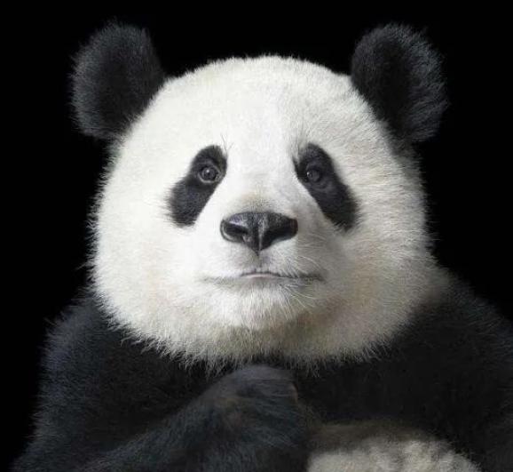 大熊猫:我被降级了,你们还爱我吗?