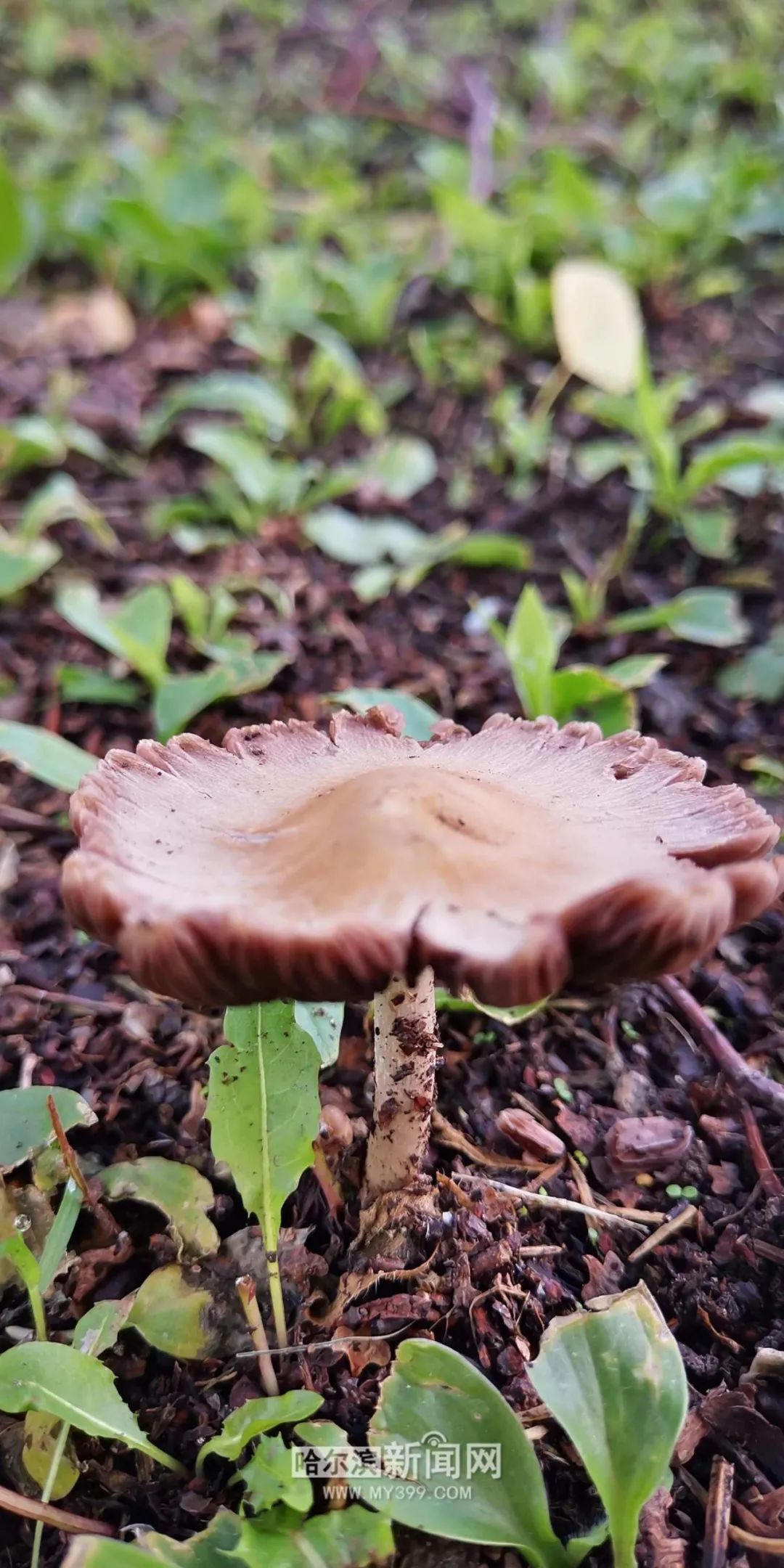 灌木草丛中,今早在公园树带里,雨后清晨,蘑菇们匆匆冒头.