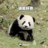 大熊猫真能听懂四川话?