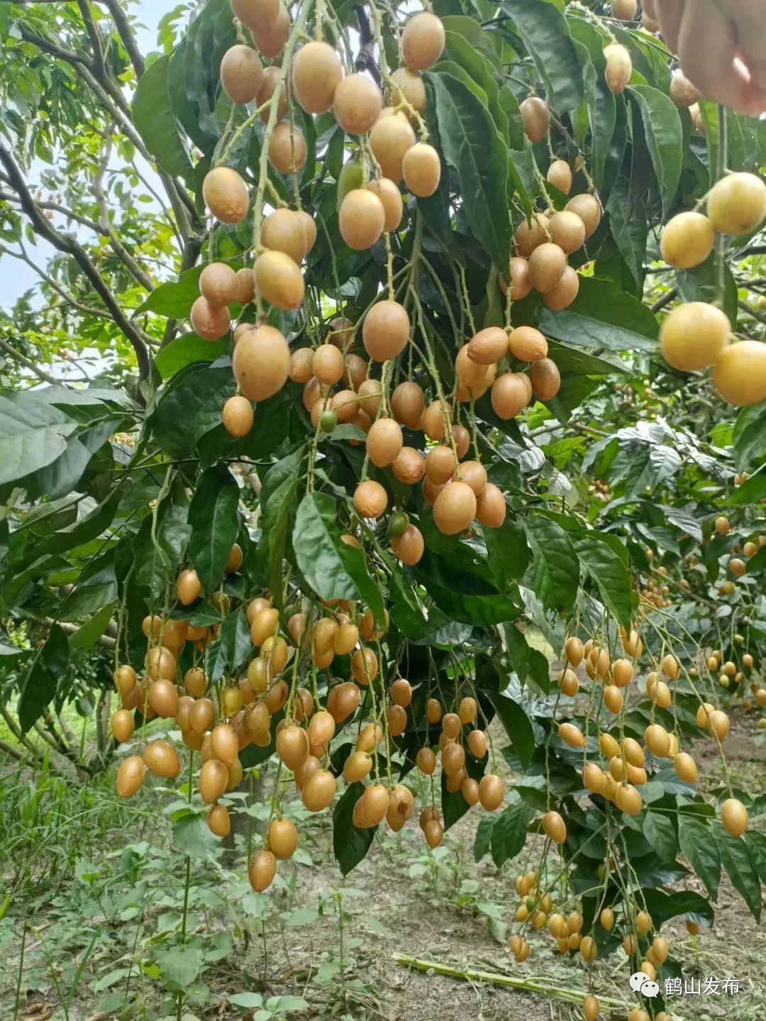 木奶果,无花果,黄皮等水果正飘香!快来鹤山这些地方采摘!