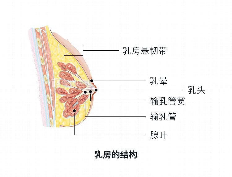 回到月经前的乳房胀痛,它的首要原因可能是月经的周期性激素水平变化