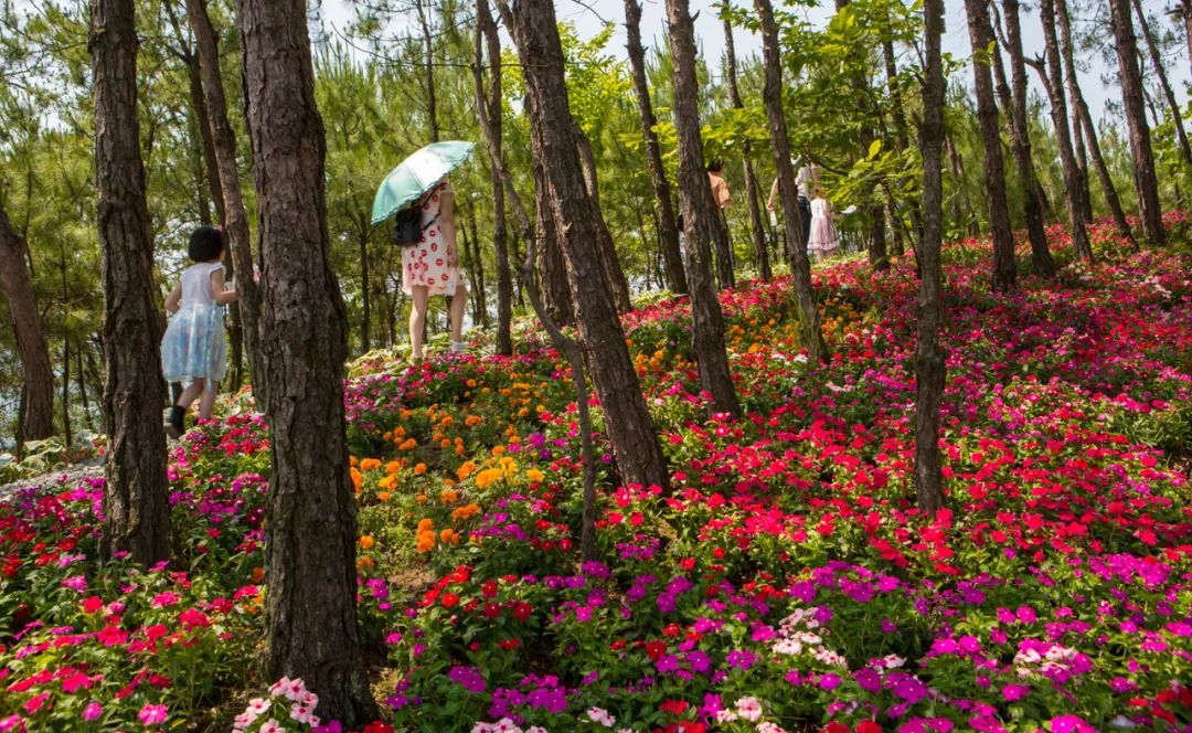 澎湃号>英山旅游> 英山四季花海景区是国家4a级旅游景区,是中国最美