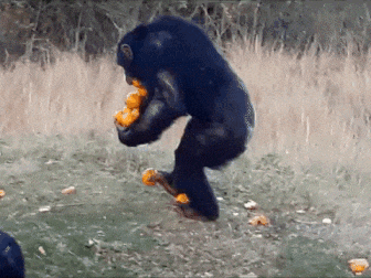 08 是谁说猴子掰玉米 掰一个丢一个的 我看这哥们儿挺能拿的 