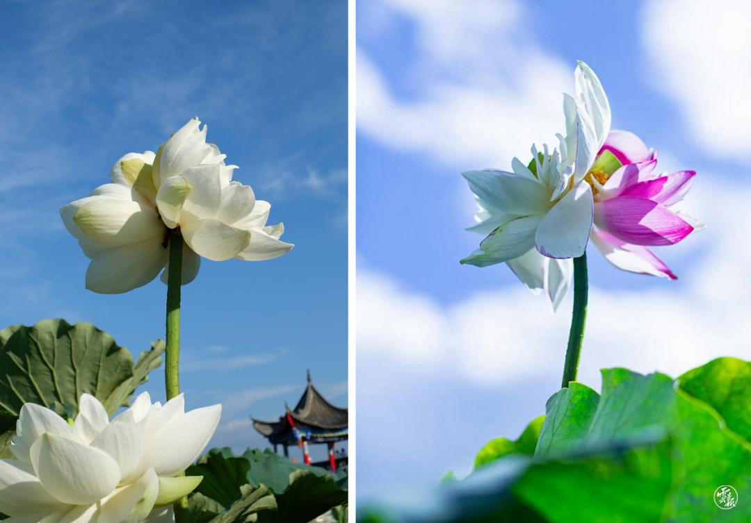 好运莲莲莲云南普者黑再次出现野生并蒂莲纯白的