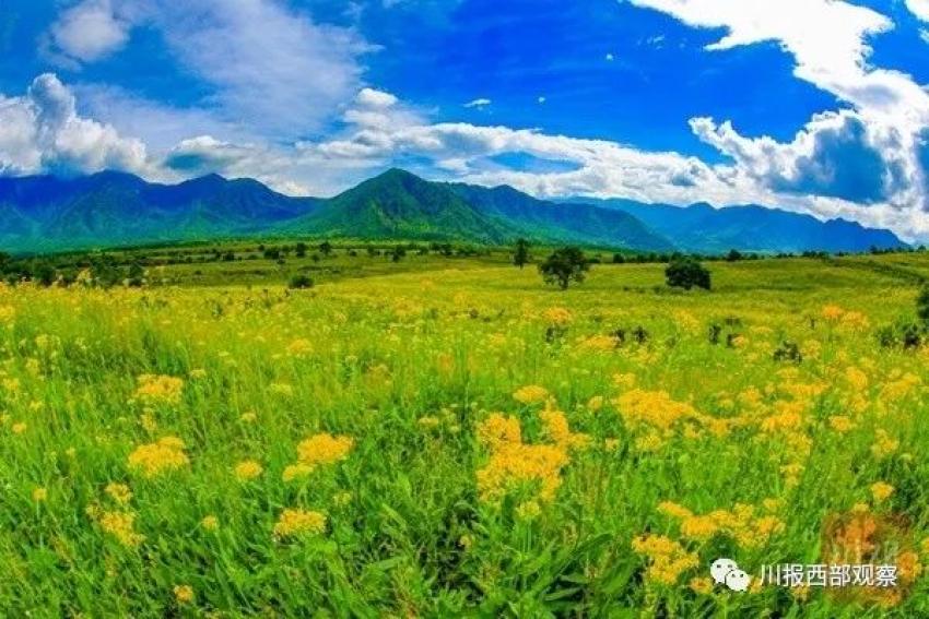 雅安石棉:七月花海点靓高山草甸