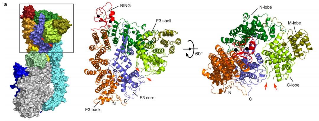 已有研究表明,rnf213是一种新型(591kda)e3泛素连接酶,它的e3连接酶