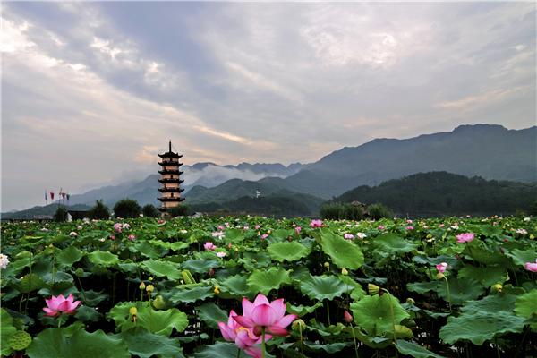 "早就听说武义的宣莲很有名,荷花很漂亮,今天看了后果然不虚此行.