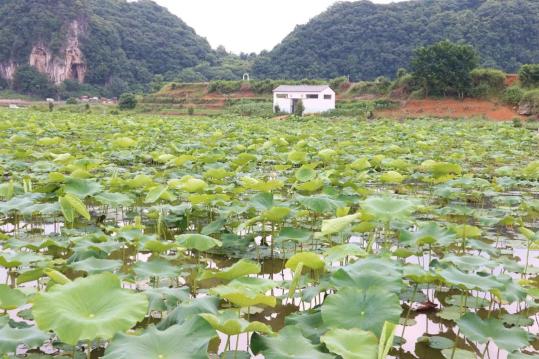 普定水井村"两规一约"绘就乡村振兴美丽画卷