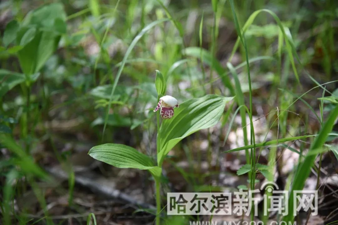 大兴安岭发现国家一级保护珍稀濒危植物——紫点杓兰