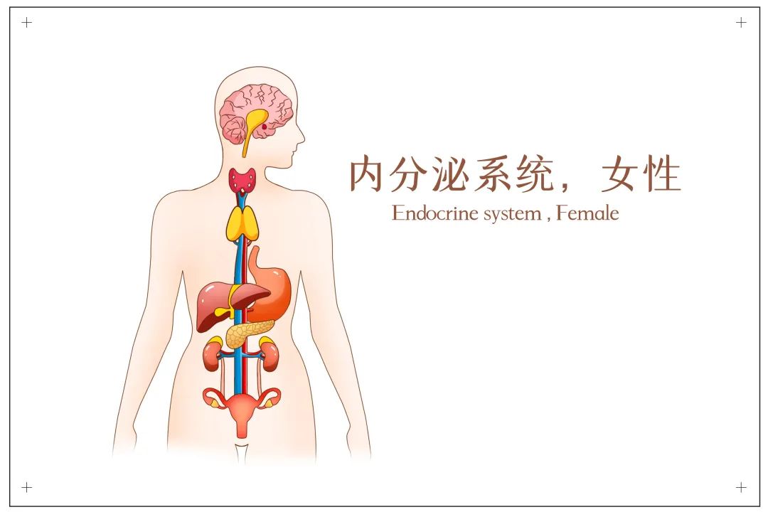 疲倦痤疮月经不准内分泌失调的症状你中了几个