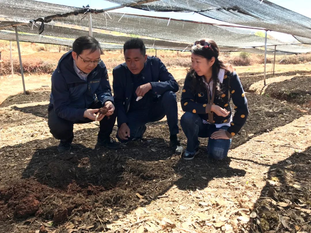 李西文扎根土地的中药科研工作者