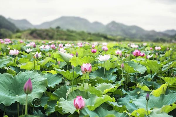 原来这就叫"荷花定律"!