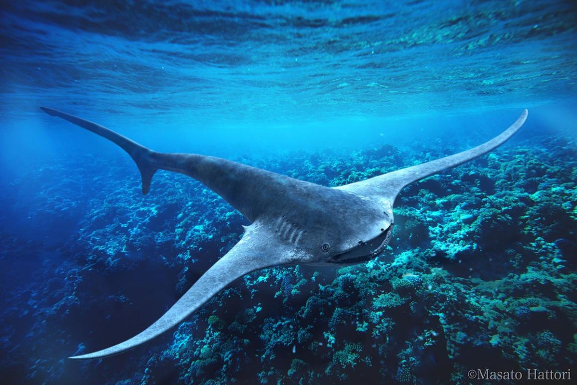 6米长的雕鼠鲨相对于可达20米的鲸鲨等大型远洋滤食性鲨鱼来说,体型过