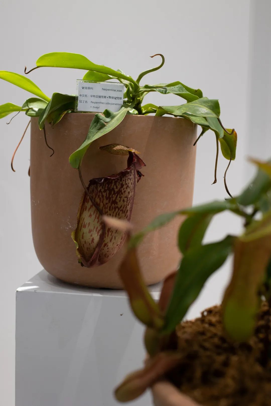 ventricosa sibuyanensis,博斯基猪笼草×美琳猪笼草(nepenthes