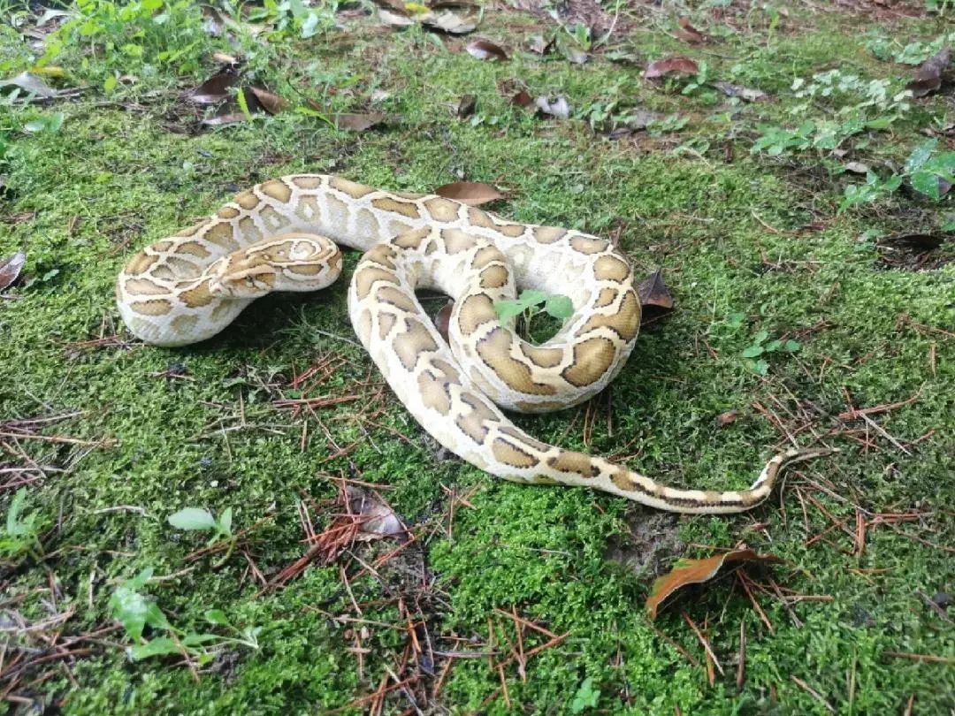 小缅甸蟒满周岁!你对蛇这种生物了解多少?