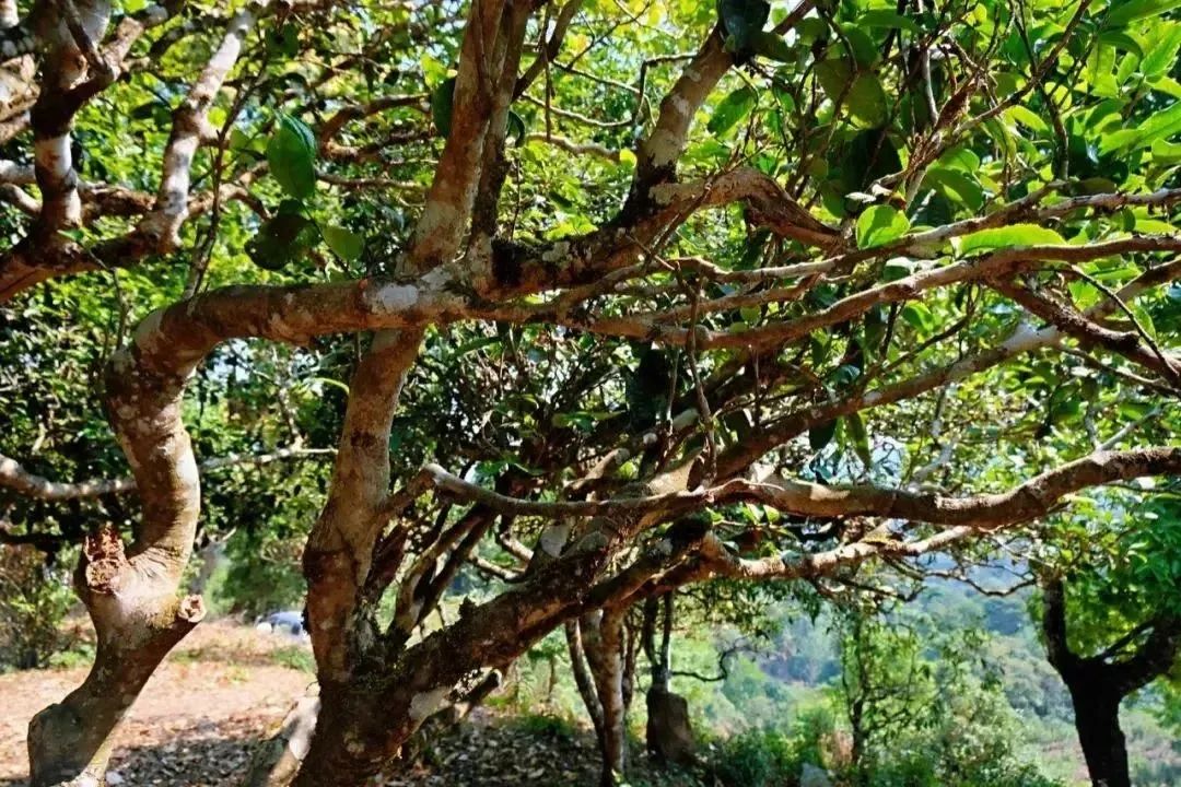 西双版纳丨在最美茶园里,230余万株古茶树备受"呵护"
