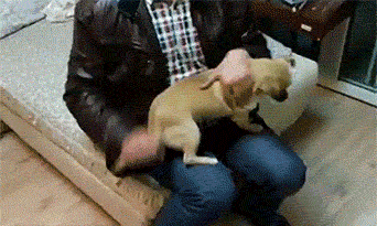 每日一笑,又被我的猫教训了