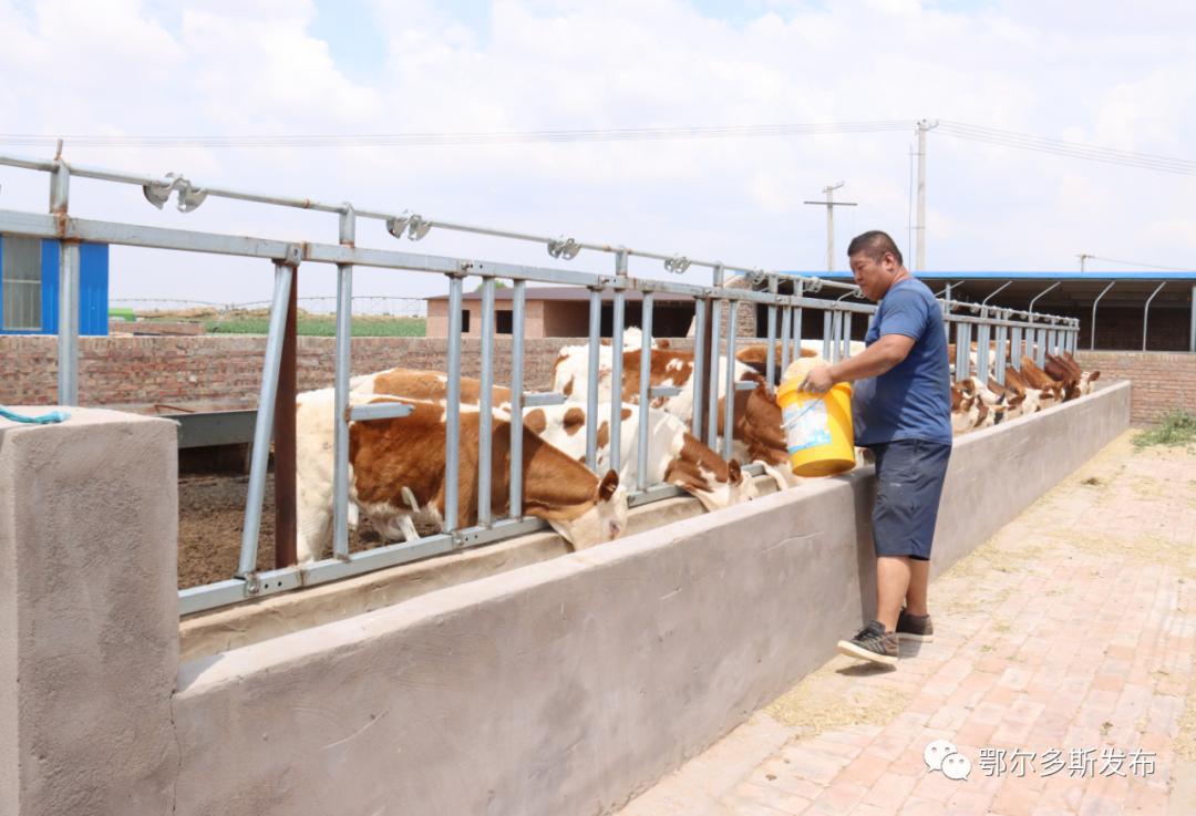 养殖场内90多头牛膘肥体壮,300多只肉羊长势喜人,让当地的农牧民们