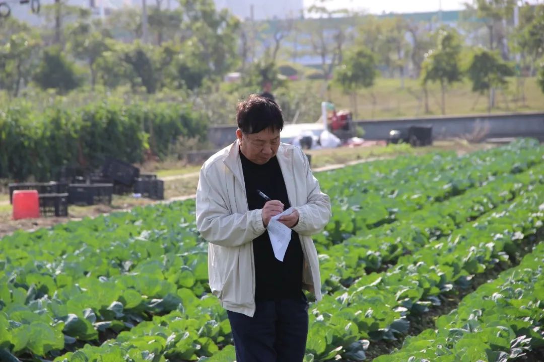 我们每天吃的圆白菜为什么能质优价廉