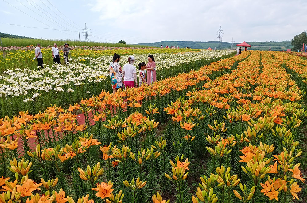 鸡西市梨树区龙药小镇百合花海俏迎四方游客