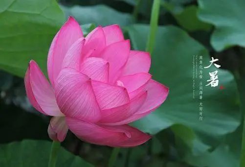 今日,大暑!