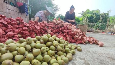内江人,急!大量猕猴桃滞销,需要你的帮助——