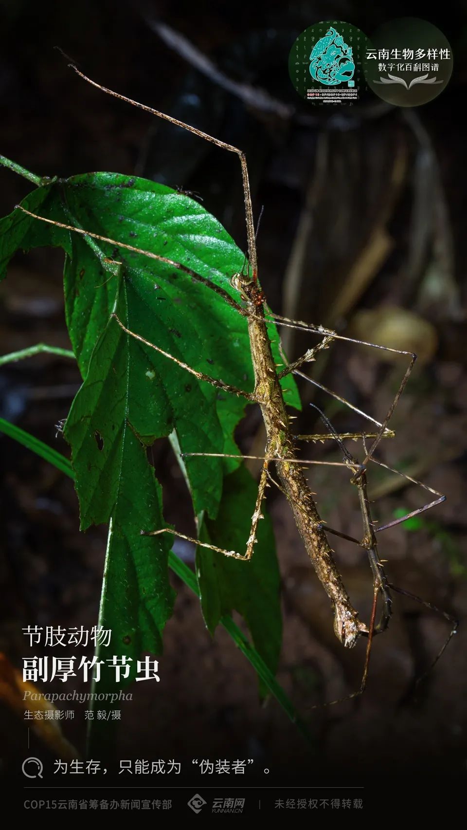 【云南生物多样性数字化百科图谱】节肢动物·副厚竹节虫:为生存,只能