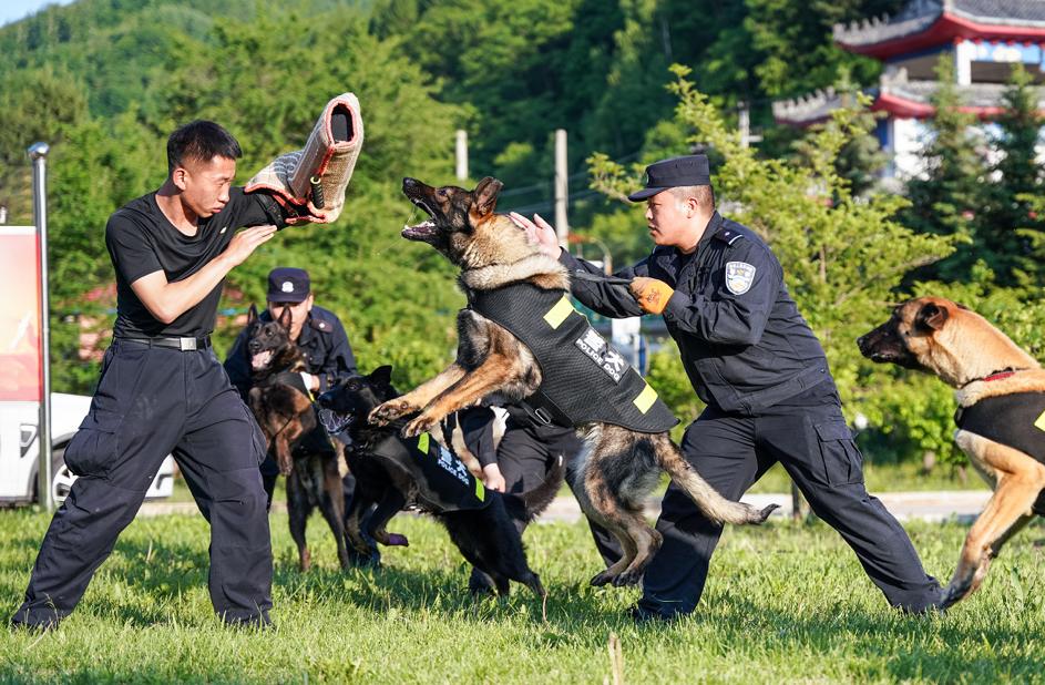 警界奇兵:警犬训导员和"无言的战友"