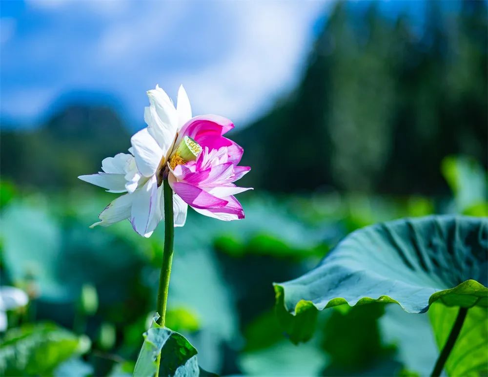 澎湃号>文山文旅> (张文东 7月6日 摄)第一株:双色并蒂莲,位于普者黑