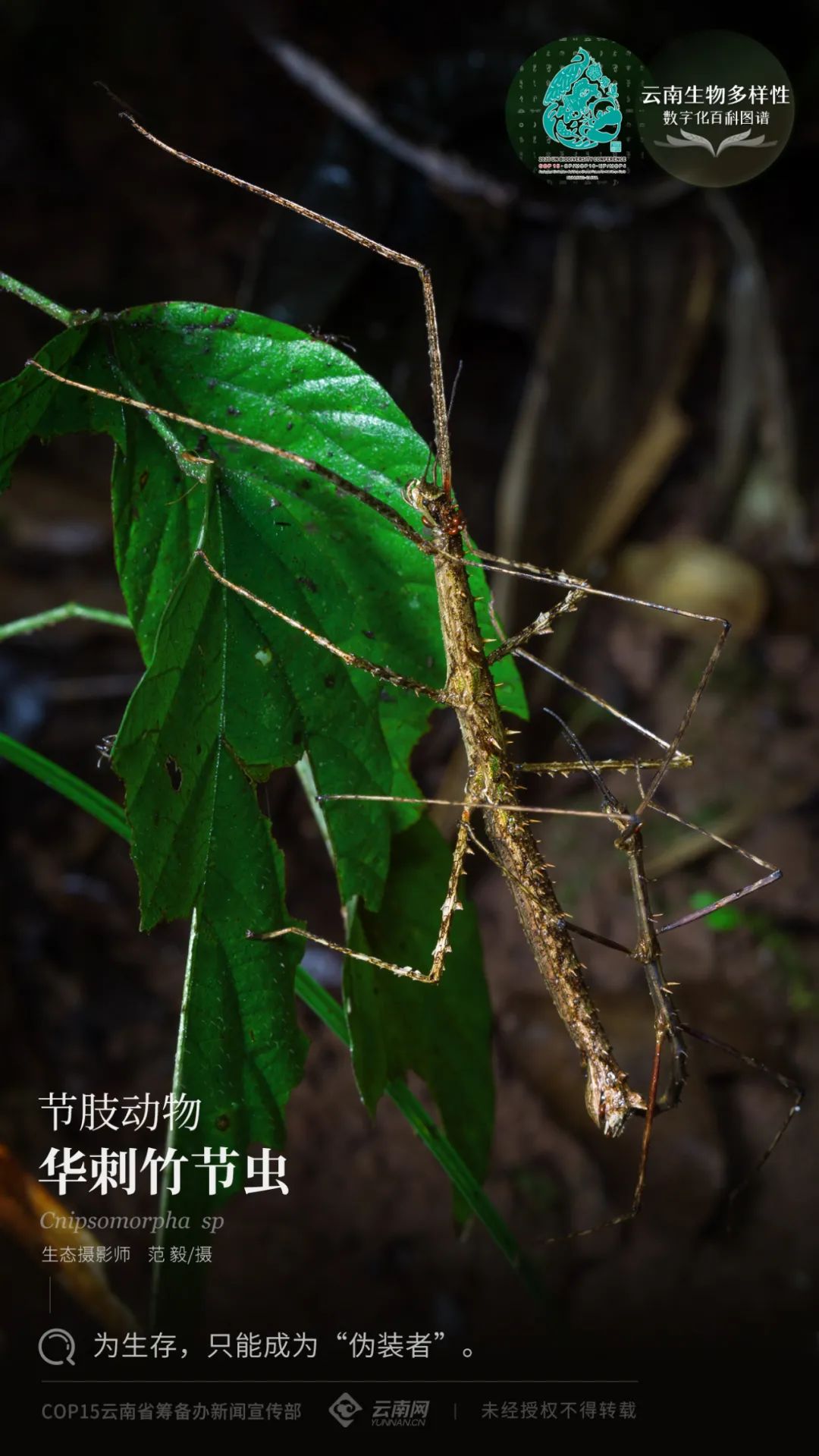 【云南生物多样性数字化百科图谱】节肢动物·华刺竹节虫:为生存,只能