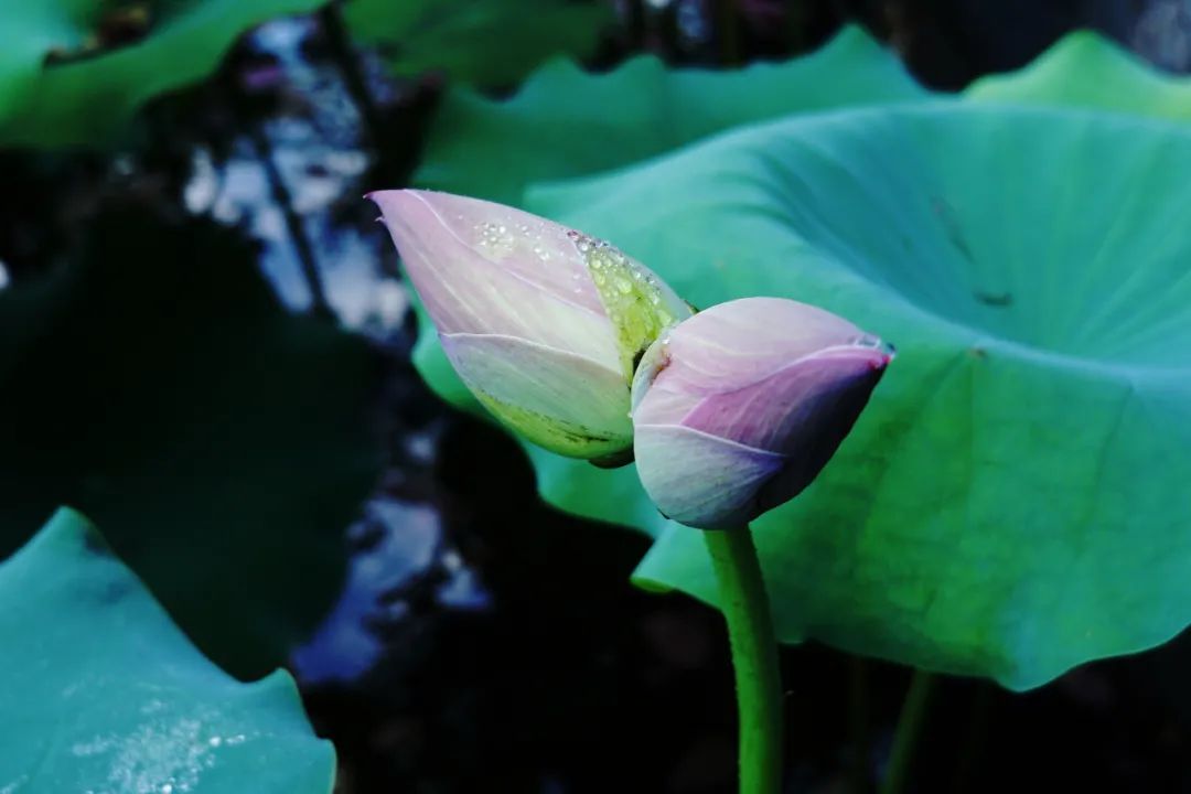 稀有并蒂荷花再现,家门口也能遇见幸运!