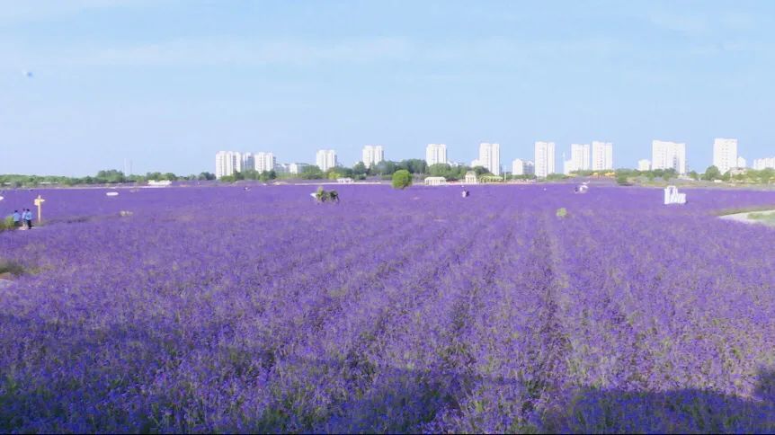 金昌紫金花海:夏日纳凉休闲好去处!