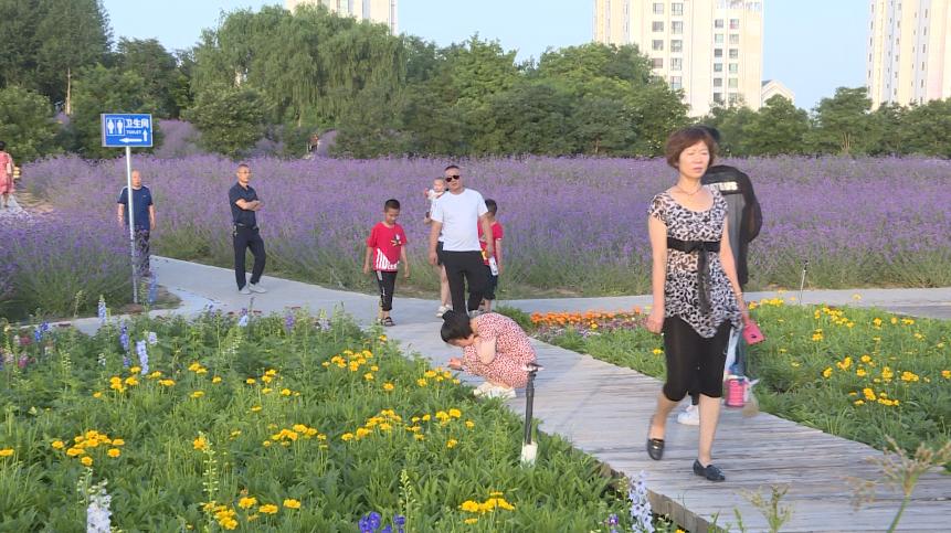 金昌紫金花海:夏日纳凉休闲好去处!