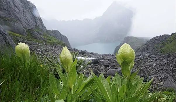 高山植物苞叶雪莲saussureaobvallata 邓涛 摄科考发现1由于高黎贡山