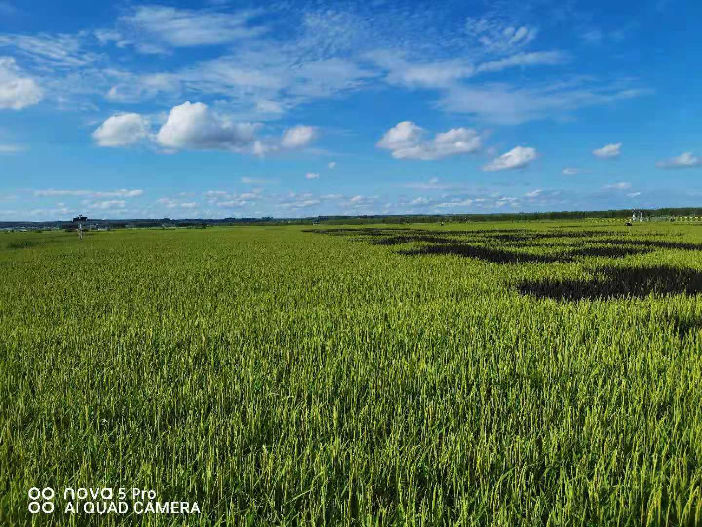 黑龙江海伦市:开展飞航植保作业 助力水稻丰产增收