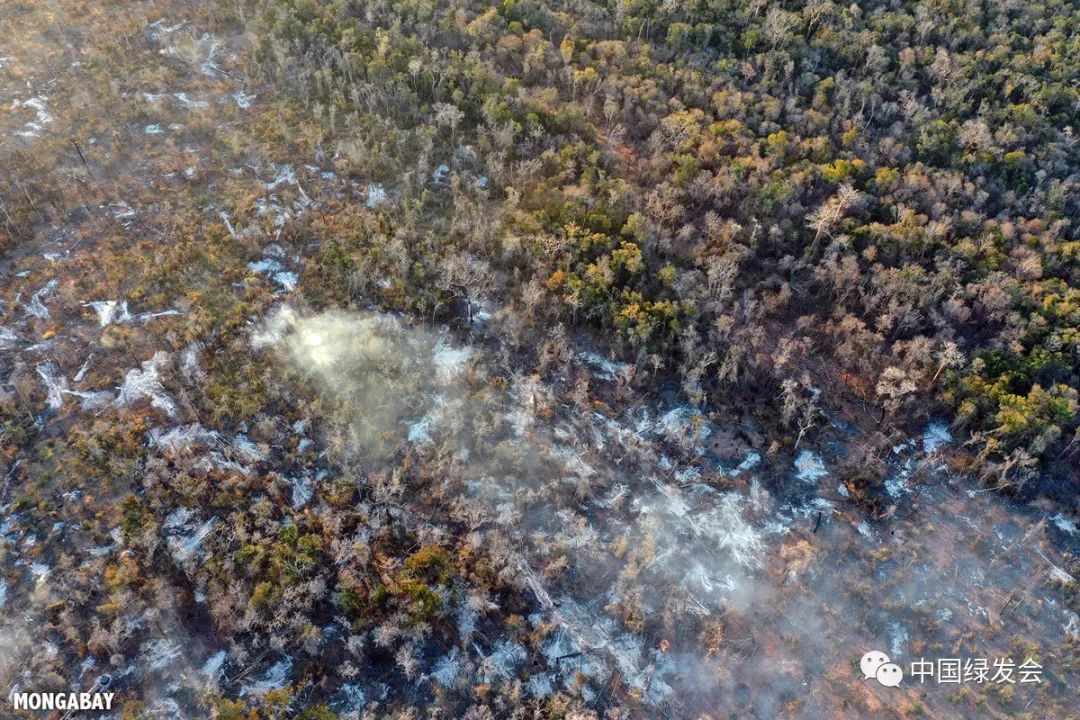 关注马达加斯加的森林正在遭受破坏