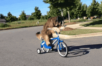 在上海如何才能成为一名奥运冠军?