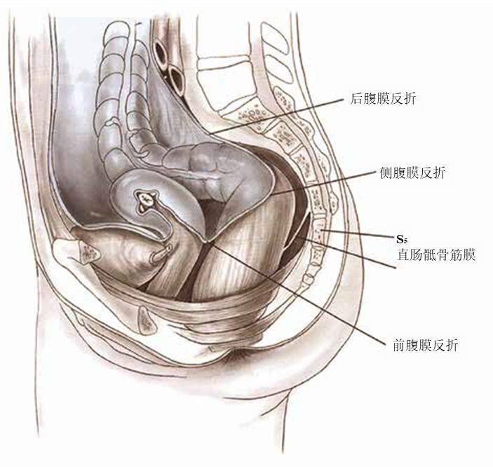 结肠直肠和肛门的外科解剖直肠