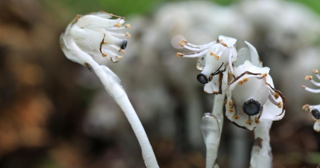 东北师大科研人员发现珍稀植物球果假水晶兰