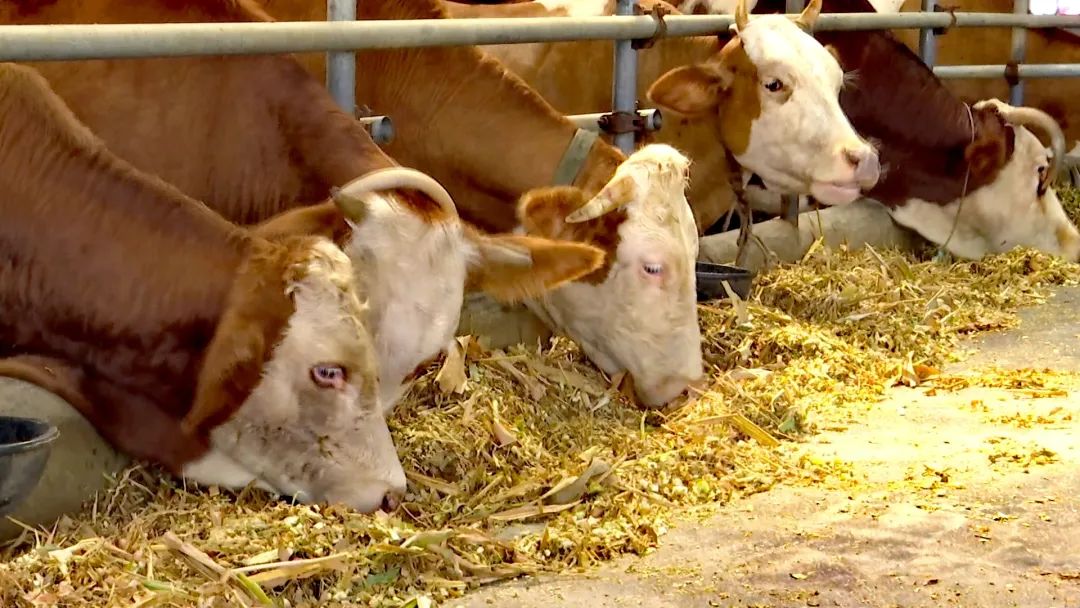 【圆梦小康】肉牛 蚯蚓 串起生态循环农业产业链