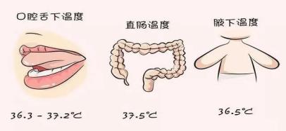 测量体温的部位通常有4个,即腋下,舌下,鼓膜和直肠,所测得的体温分别