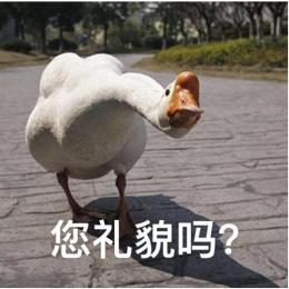 大白鹅你礼貌吗