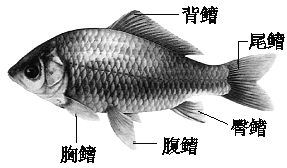 作为被定义成终生生活在水里,用鳃呼吸,用鳍游泳的脊椎动物,鱼类包括