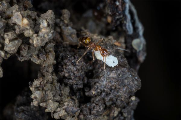 蚂蚁是社会性昆虫,会在筑巢育雏方面投入大量的资源,往往会像植物般在