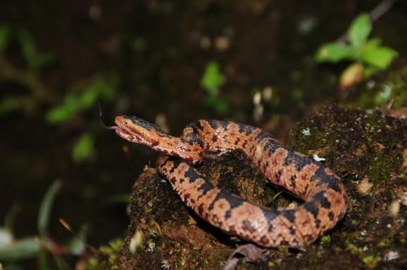 【cop15|生物多样性百科 动物篇】山烙铁头蛇