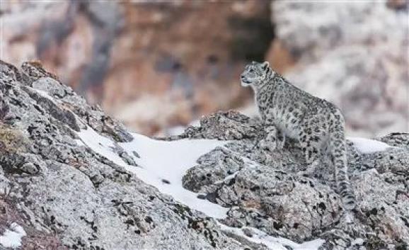 祁连山国家公园青海片区识别雪豹个体105只