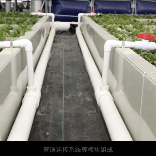 鱼菜共生科技助力练塘农业发展